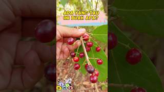 buah berkhasiat tapi jarang yang tau, buah apa ini? #fruit #shorts