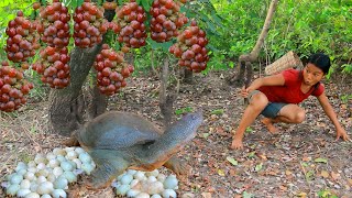 survival in the rainforest - Found big Turtle egg and Snail - Cooking Turtle egg for dog HD