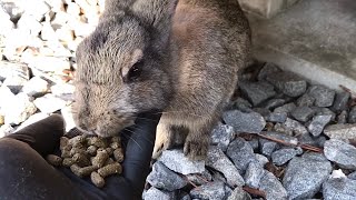 Getting along with baby rabbits is easy!