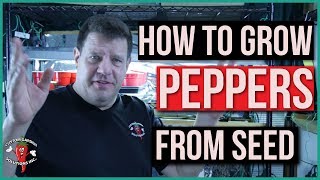 How to Grow Pepper Plants  From Seed Indoors - For Transplant to Outdoor Garden