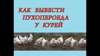 Как вывести вшей и пухопероедов у кур  Паразиты у кур