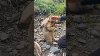 Himalayan Marmot Enjoying Delicious Treats#marmot #marmota #cutemarmot #cutenessoverload #animals