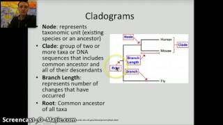 Making Cladograms