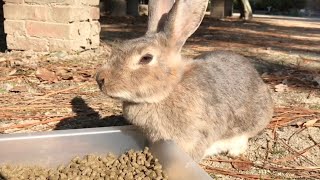 Rabbit with bloodshot eyes