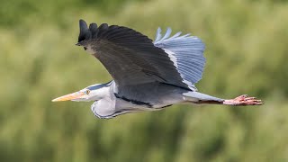 Great Blue Heron and Egret wait patiently for their hunt