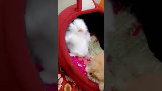 Cat Cute Pups, Persian cat Pups (Persian: گربه ایرانی #shorts #pets