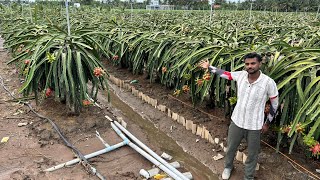 Good News For Dragon Fruit Growers