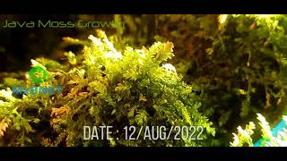 Java Moss Growth on Cocopeat