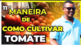 "Segredos do Cultivo de Tomate: Do Plantio à Colheita" @canalprodutoresdaterra