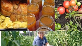 Томаты 🍅заросли/ Курица в аэрогриле/ Ни чего не успеваю🤣