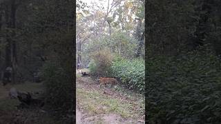 बाघ के बच्चे मां का पीछा कर रहे है | Kanha tiger | Tiger safari #viral