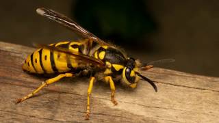 Y FOR YELLOW JACKET!|FUN FACTS ABOUT YELLOW JACKETS|