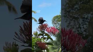 Hummingbird drinking nectar ❤️