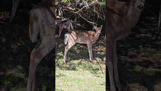 Whitetail Deer Up Close #shorts  #wildanimals