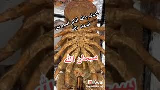 حلفتك بالله  اشترك في قناتي