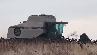 2022 Gleaner sunflower harvest comes to a close