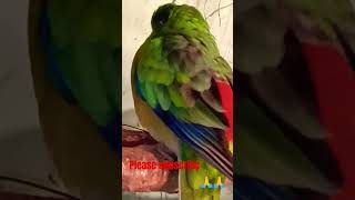 Rump parrot vlogs my YouTube channel subscrabe parrot🙏🙏#viralvideo