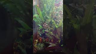 aquarium setup #shorts #trending #viral