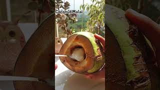 COCONUT SHAKE..! #asmr #foodie #drink #mocktail #indianfood #snacks #recipe #winter #shorts