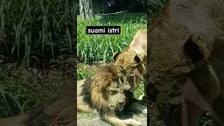 singa si raja hutan #lion