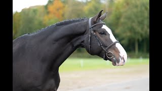 True Diamond: Le Blue Diamond van’t Ruytershof x Comilfo Plus Z - Gelding 2019 - Dressage