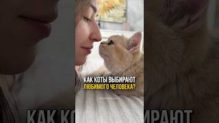 Как коты выбирают себе любимого человека?❤️🐈