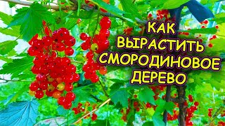 Смородиновое дерево как вырастить. Выращивание штамбовой смородины. Смородина на штамбе.