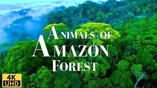 Amazon Forest 4K/ Wild Animals of Rainforest/ Relaxation Film/ Meditation Music & Nature Sounds