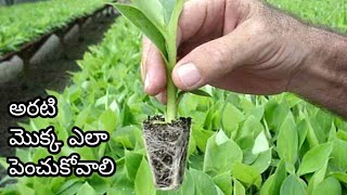 Banana Plantation at home| Banana Plantation in pots