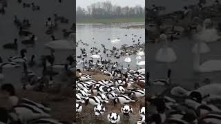 Shell duck and swan feeding ~ beautiful waterfowl birds