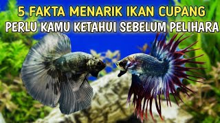 5 fakta menarik ikan cupang mungkin belum kamu ketahui