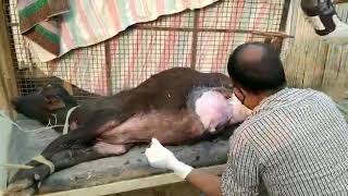 URETHROLITHIASIS, URINE RETENTION & RUPTURE OF BLADDER IN MALE BUFFALO CALF