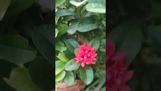 Chinese Ixora #shorts #ixora #plants #gardening #redflowers #flowers