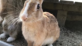 Rabbit: “What's that squeak? I'm scared!”