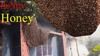 Giant Honey Bee Found -honey Harvesting To Bee Tawin