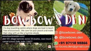 Bow-Bow's Den | Dogs Boarding | Dog lovers