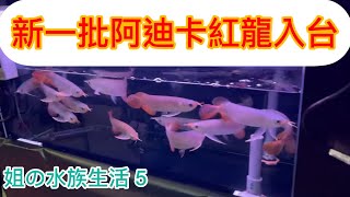 姐の水族生活 5～ 全新一批阿迪卡龍魚進口  Ardyka  Arowana  #方舟水族 #紅龍魚 #風水魚#龍魚專賣店