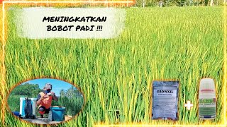 Cara Rahasia Meningkatkan Hasil Panen + Bobot Padi