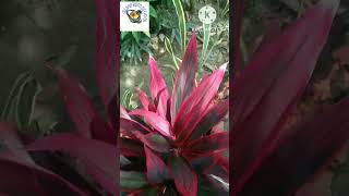 two types of t-plants | island born official #viral #shorts #ornamentalplants