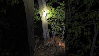 Leopard under Siege: Trapped in a tree by Hyenas #kruger #wildlife #kill #leopard #predatorvsprey