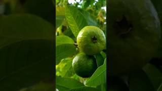 My kitchen garden Guava Harvesting #garden #nature #trending #viral #guava