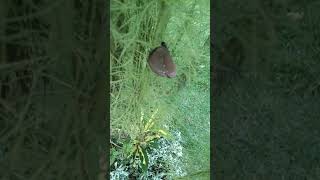 brown butterfly with white spots | island born official #viral #shorts #butterflies