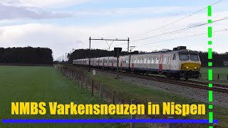 NMBS Varkensneus 830 en 817 rijden langs Nispen (4K)