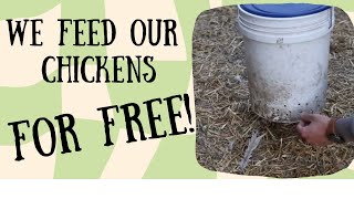 How to Feed Your Chickens FOR FREE!