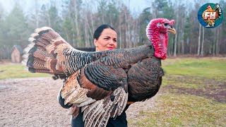 Life in the village, which is located in the forest. Cooking a turkey in a Russian oven.