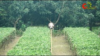 জ্বীন-ভূতের আছর ও পটল(pointed gourd)