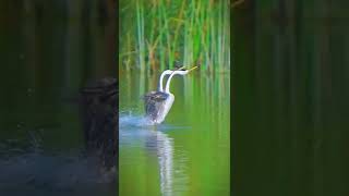 Beatiful water ballet