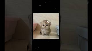 😽😽#bismillahviewersnaik #fypyoutube #feedshorts #cat #cute #bismillahmasukberanda #kucinglucu