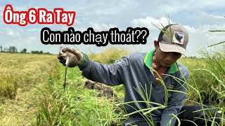 Rượt Theo Máy Cắt Bắt Chuột Và Kết Quả Khủng Hoảng | Bông Lúa Đồng Tháp