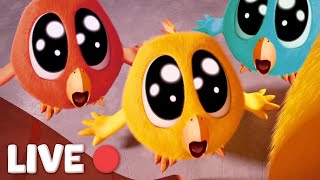 WHERE'S CHICKY | SEASONS 1-3 & EPISODES 🔴 LIVE CARTOON | Best Cartoon Collection for Kids